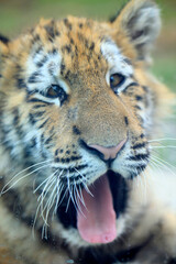 Portrait of cute tiger cub
