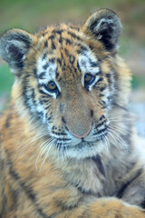 Portrait of cute tiger cub