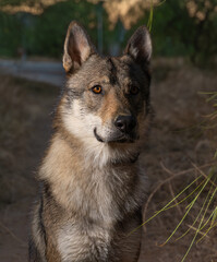 Czechoslovakian Wolfdog pet dog picture