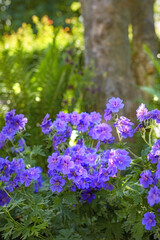 Spring, flowers and bush in nature for wallpaper, healthy environment or blooming in sunshine. Purple Cranesbill, plants or leaves in garden for growth, botanical or Earth day awareness in background