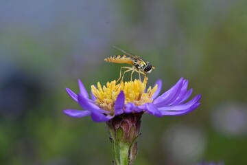 Aster microcephalus flowers. A perennial plant of the Asteraceae family endemic to Japan. Pale purple flowers bloom from August to November.