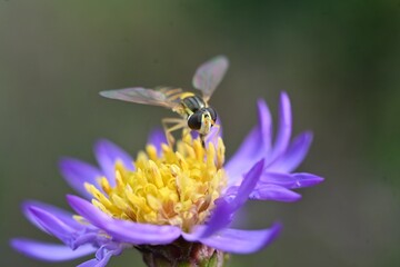 Aster microcephalus flowers. A perennial plant of the Asteraceae family endemic to Japan. Pale purple flowers bloom from August to November.