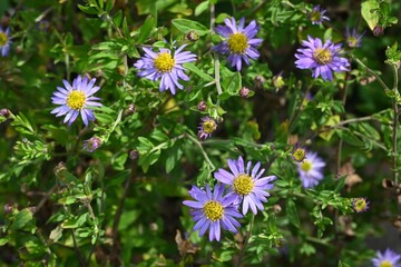 Aster microcephalus flowers. A perennial plant of the Asteraceae family endemic to Japan. Pale purple flowers bloom from August to November.