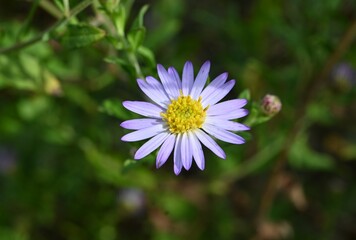 Aster microcephalus flowers. A perennial plant of the Asteraceae family endemic to Japan. Pale purple flowers bloom from August to November.