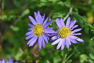 Obraz premium Aster microcephalus flowers. A perennial plant of the Asteraceae family endemic to Japan. Pale purple flowers bloom from August to November.