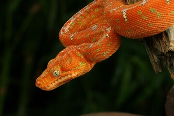 Emerald Tree Boa (Corallus caninus) coiled and hanging from a branch.