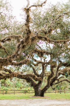 Beautiful oak tree in north port, florida