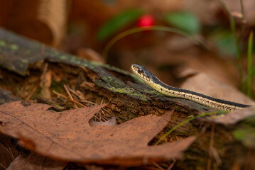 Massachusetts eastern garter snake found on a mild Halloween afternoon.