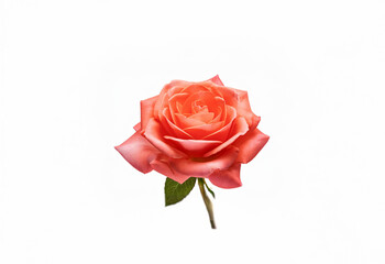 Fototapeta premium A single, delicate peach rose with a few leaves rests against a pure white background.