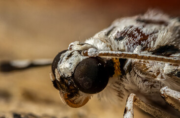 Cabeza de una polilla