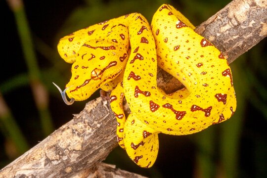 Green Tree Python (Morelia viridis).