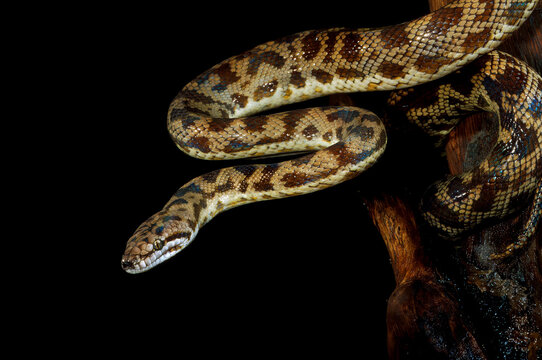 Spotted Python (Antaresia maculosa).