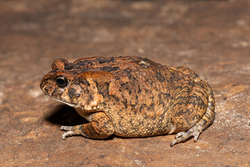 Fototapeta premium A cute adult guttural toad (Amietophrynus gutturalis) in the wild