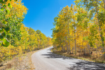 road in autumn forest