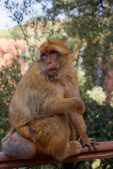 singe magot assis entrain de nous regard en fronçant les sourcils 