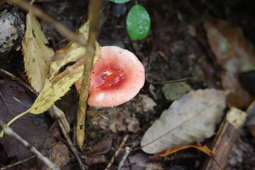 地面から姿を見せた赤色が目立つ毒キノコのベニタケ