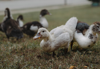 Ducks in yard