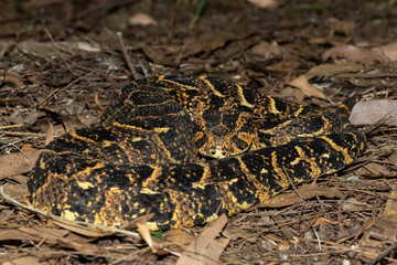 Beautiful camouflage of the potently cytotoxic Puff Adder (Bitis arietans), in the wild