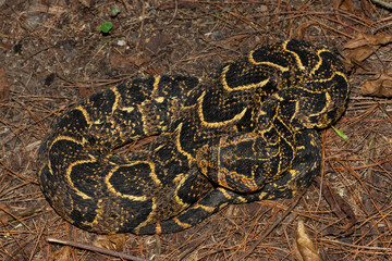 Beautiful camouflage of the potently cytotoxic Puff Adder (Bitis arietans), in the wild