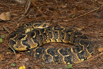 Beautiful camouflage of the potently cytotoxic Puff Adder (Bitis arietans), in the wild