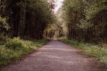 Fototapeta premium path in the woods