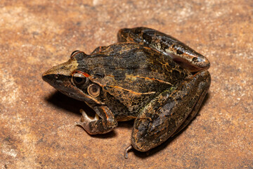 A beautiful Sharp-nosed Grass Frog (Ptychadena oxyrhynchus), also known as the South African sharp-nosed frog, in the wild