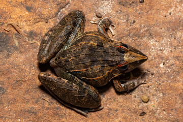 A beautiful Sharp-nosed Grass Frog (Ptychadena oxyrhynchus), also known as the South African sharp-nosed frog, in the wild