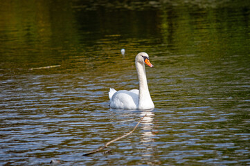 Schwan schwimmt im dunklen Wasser