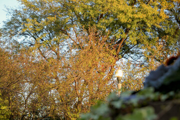 Autumn Foliage in Downtown Chicago Park”