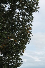 tree and sky