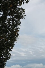 tree and sky