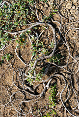 Námaskarð earns its notoriety chiefly because of its sulphurous mud springs called solfataras and steam springs called fumaroles. 