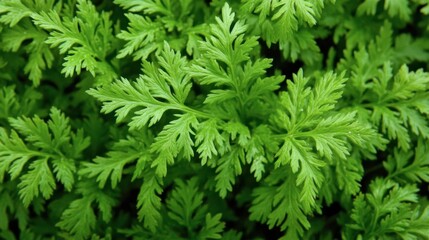 Fresh Green Leaves of a Culinary Herb Plant