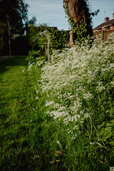 white flowers