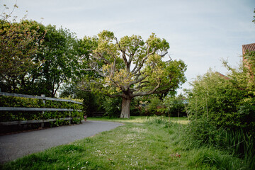 Denmead oak tree
