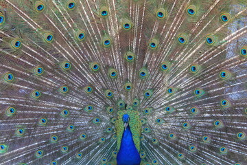 Male Peacock with feathers fanned out