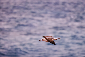 Graceful Seagull in Flight Over Ocean Waves.