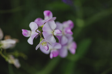flowers in the garden