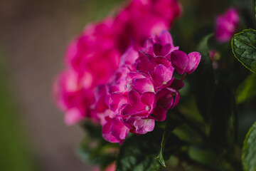 close up of a pink flower