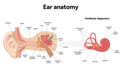 Inner Ear structure and function anatomy. Human ear vestibular system