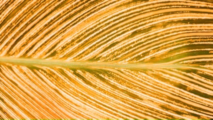 Obraz premium Canna green leaf pattern background. Botanical texture in stripes.in the garden