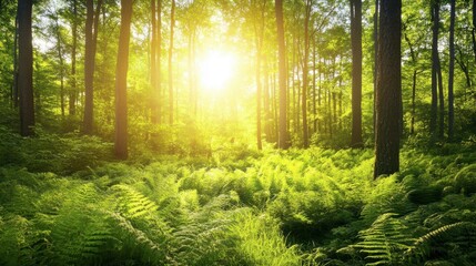 Lush Green Forest with Sunlight and Ferns