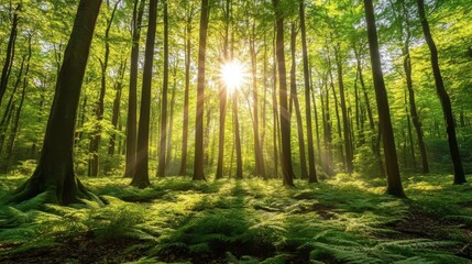 Fototapeta premium Sunlight Through Dense Green Forest