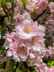 Zierapfel mit zarten weiß rosa Blüten im Frühjahr