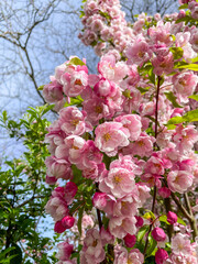 Zierapfel mit zarten weiß rosa Blüten im Frühjahr