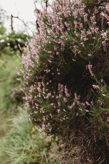 pink and white flowers