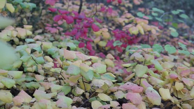 Autumn hobble bush leaves en the forest. Colorful background.