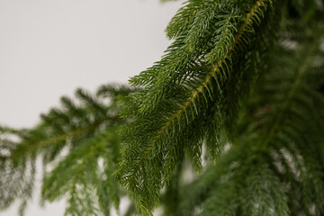 Lush Evergreen Branch with Delicate Needles Against a Soft Background