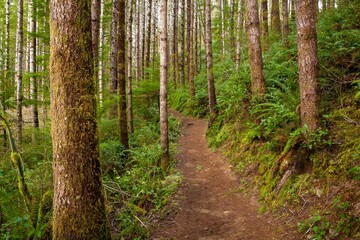 Drift creek falls trail in the coast range forest near Lincoln City, Oregon.