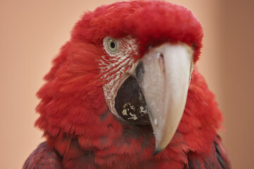 The stunning Blue-and-yellow Macaw showing off its vibrant colors under the warm skies. Every feather tells a story of the Amazon’s beauty and wild spirit. Manu National Park-Peru